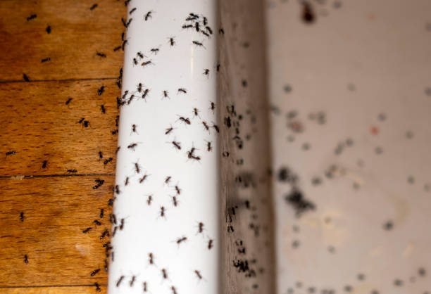 Best Ant Control Services  in Melissa, TX