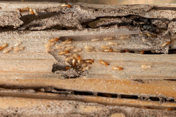Best Best Pest Control Companies  in Melissa, TX